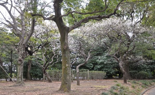 北の丸公園の梅