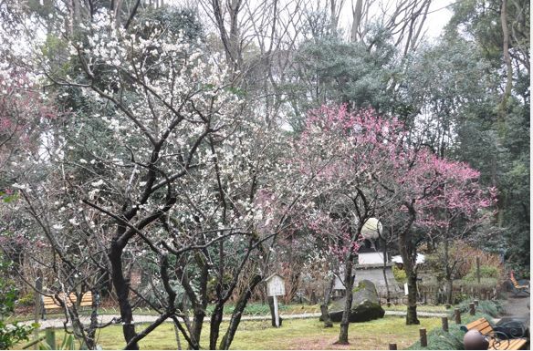 靖國神社の梅