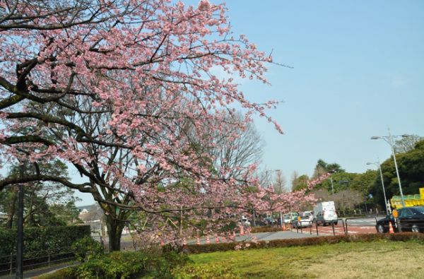 乾濠小公園・大寒桜