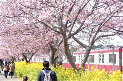 満開の三浦海岸河津桜（イメージ）1