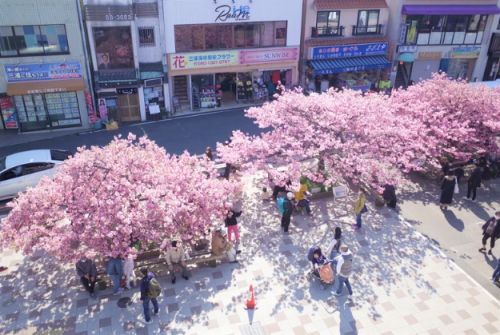 満開の三浦海岸河津桜（イメージ）2