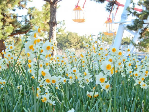 葛西臨海公園のスイセン