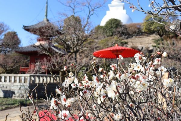 梅まつり(昨年の様子)