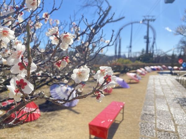 梅まつり 聖なる森エリア(過去の様子)