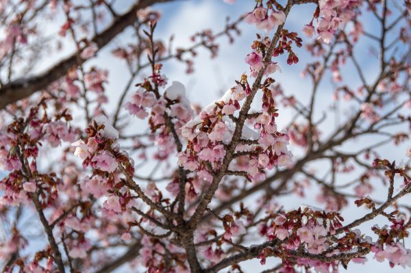 令和5年1月25日現在の日立紅寒桜の開花状況（かみね公園）