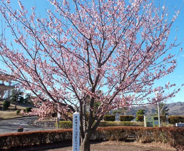 かみね公園頂上駐車場ロータリー内