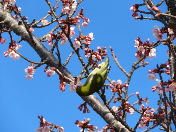 桜とメジロ