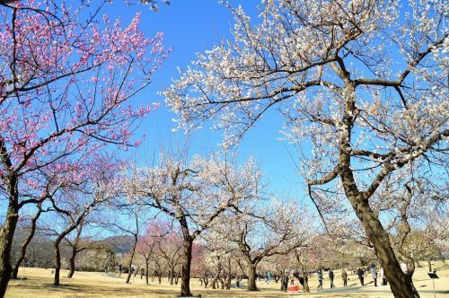 関東最多級となる約300品種を誇る渓流の梅園（小田原フラワーガーデン）※過去撮影