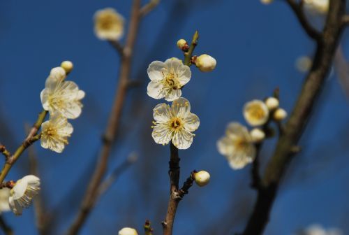 一重咲き中輪で、青みを帯びたような白い花が爽やかな「一重緑萼」