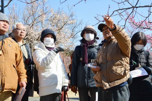 2月19日開催：日本梅の会会長 大坪孝之先生によるガイドツアー