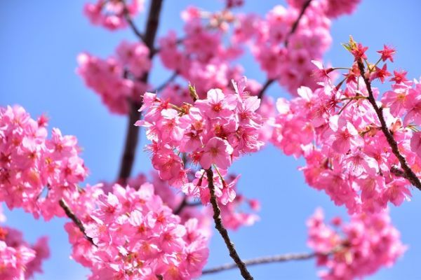 多摩緋桜(昨年の様子)