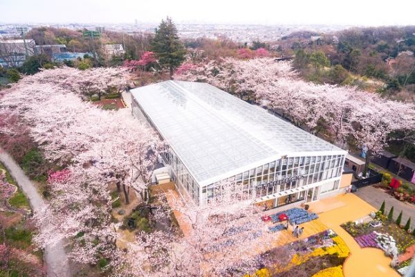 HANA・BIYORIの桜(昨年の様子)