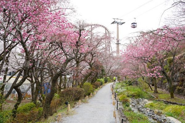 多摩緋桜が咲く散策路(昨年の様子)