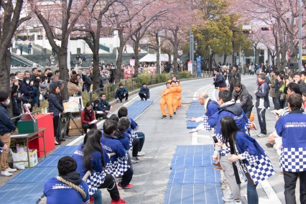 さくら綱引き選手権