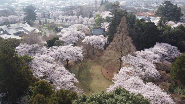 清水公園エントランス付近の桜