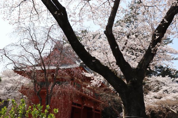 桜の古木