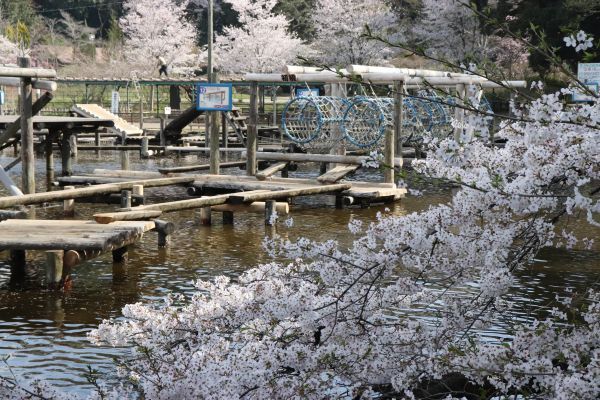 水上アスレチックの桜