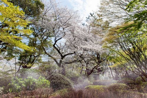 桜霞（昼）