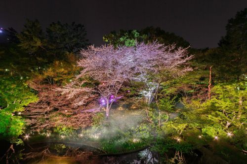 桜霞とライトアップ