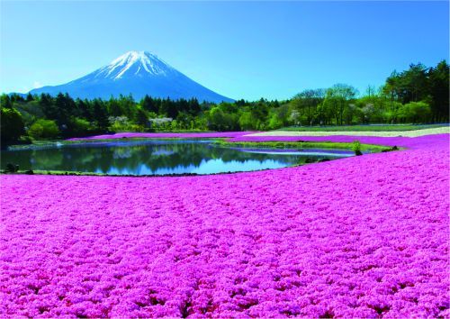 富士山麓の春の絶景・花のじゅうたん「2023富士芝桜まつり」