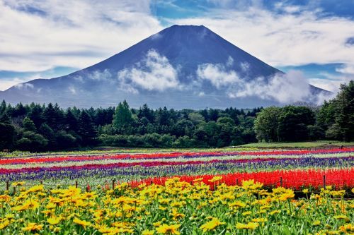 虹の花まつり※2022年度の様子