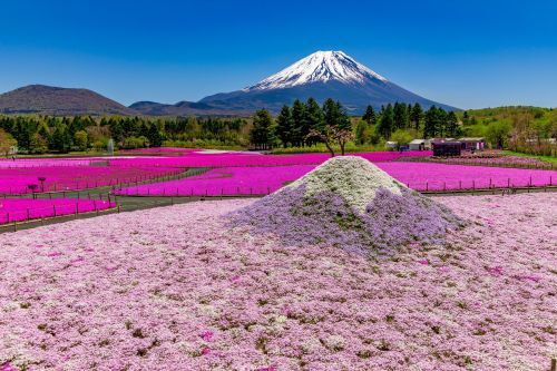 2023富士芝桜まつりイメージ