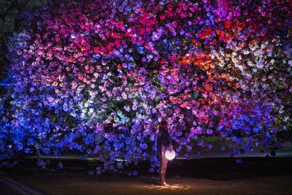 ネイキッドが彩る東京お花見イメージ