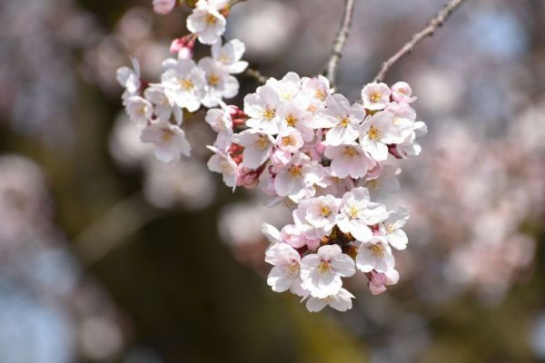 胎内の桜 イメージ１