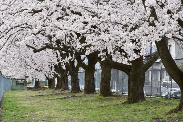 胎内の桜 イメージ１