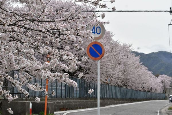 胎内の桜 イメージ３