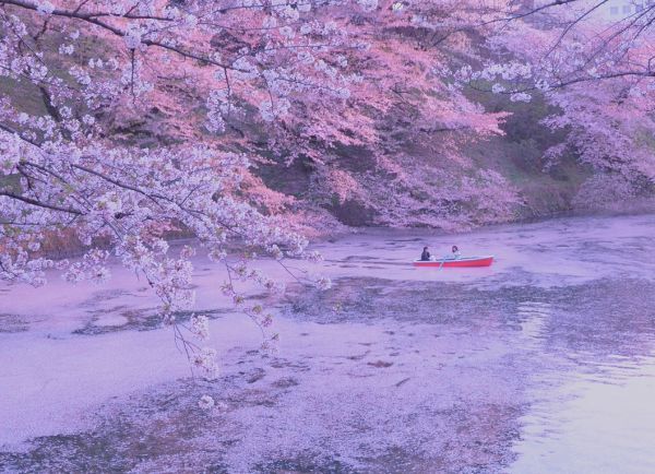 千代田のさくらまつり お堀とボート