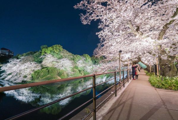 千代田のさくらまつり 夜桜