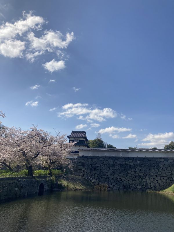 福岡城伝潮見櫓と下ノ橋のサクラ