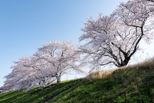 名勝宮川堤の桜並木（平成2年 日本桜の会「さくら名所100選の地」に選出）