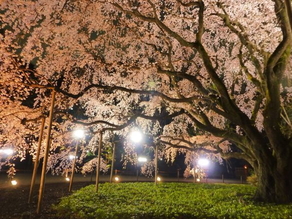 夜の桜