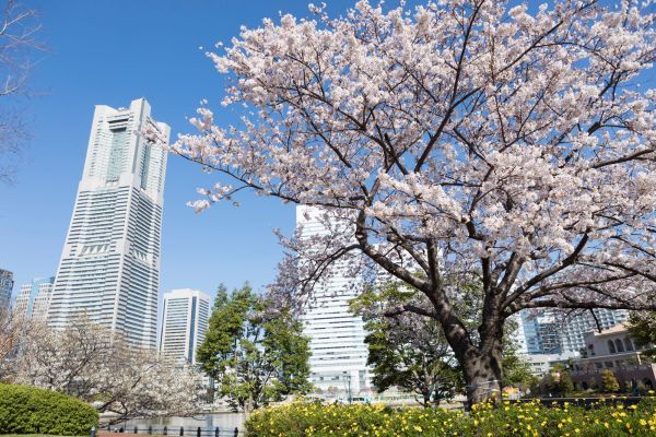 さくら通りの桜イメージ