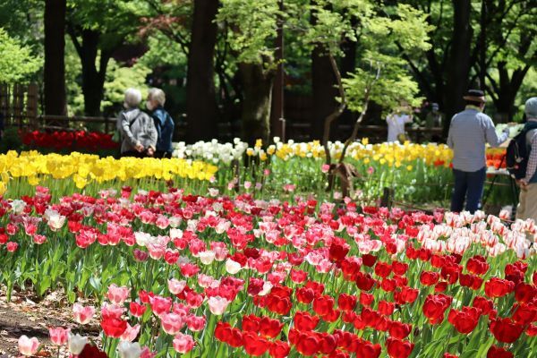 横浜公園チューリップイメージ