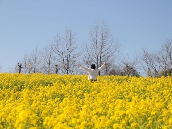 ハーベストの丘 菜の花１