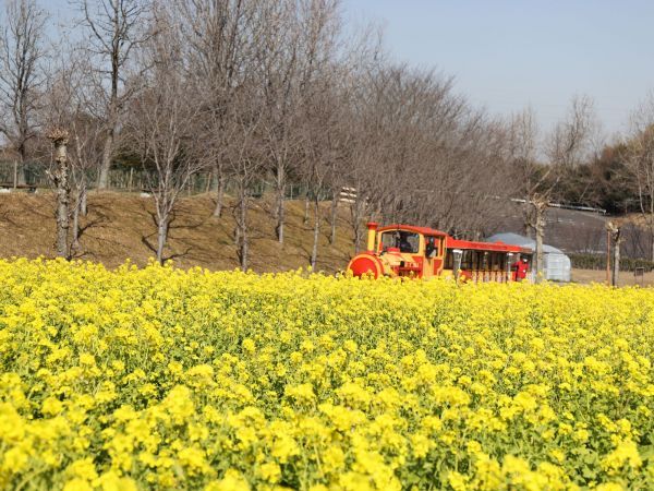 ハーベストの丘 菜の花２