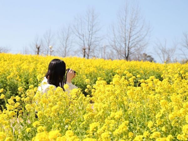 ハーベストの丘 菜の花３