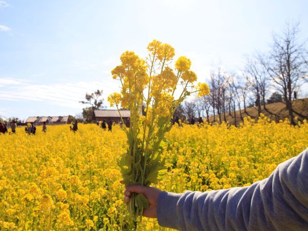 菜の花の花摘み体験イメージ