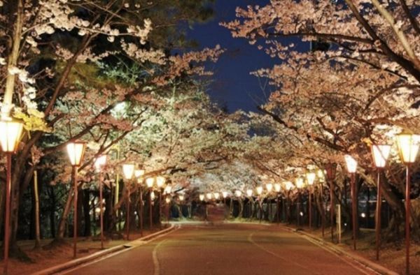 日岡山公園ぼんぼりライトアップ①