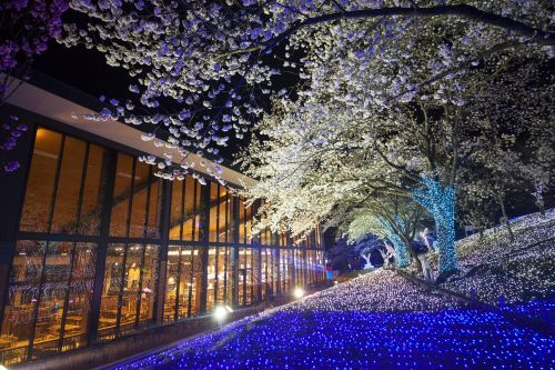 レストラン「ワイルドダイニング」から見える桜