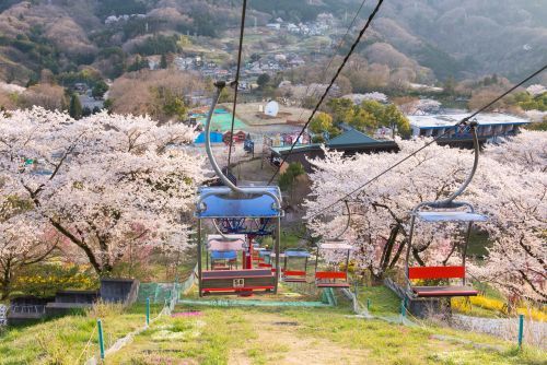 絶景のリフトで“空中お花見”