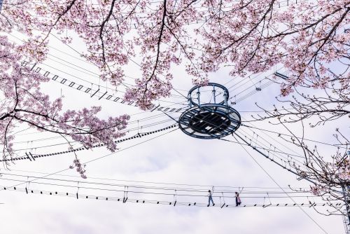 風天で体験する“絶叫お花見”