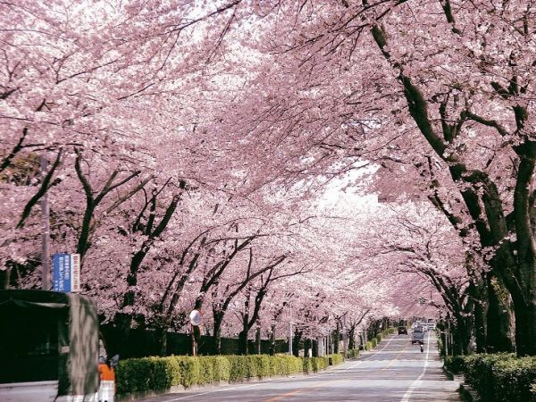 常盤平さくら通り1