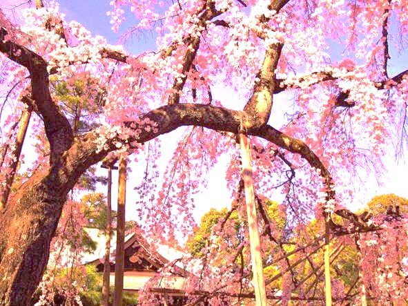 東漸寺のしだれ桜