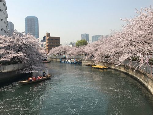 和船や動力船から桜を楽しめます