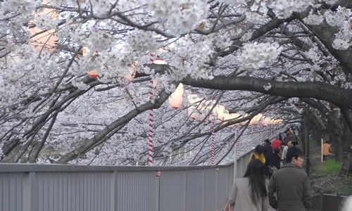 桜吹雪が舞う数百メートル続く桜のトンネルは圧巻