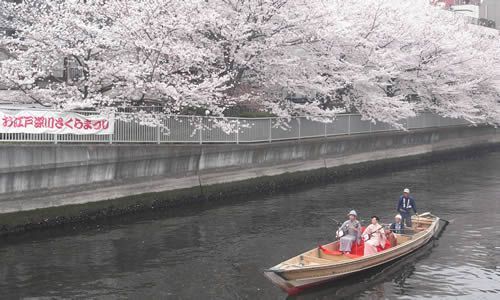 新内流しを聞きながら江戸情緒溢れる桜見物ができます